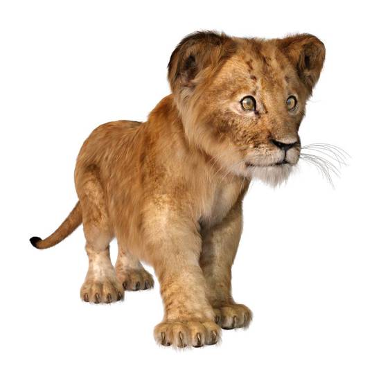 狮子座女生和什么星座最搭(完美星座配对大揭秘)