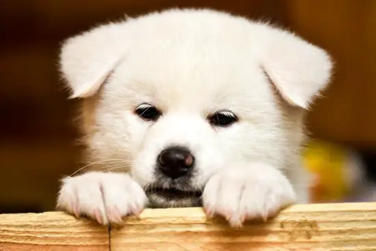 属狗女2023年运势如何(顺风顺水财运亨通)