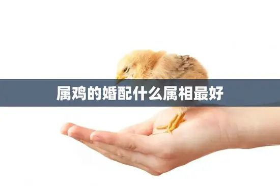 属鸡的婚配什么属相最好(如何选择最佳婚配属相)