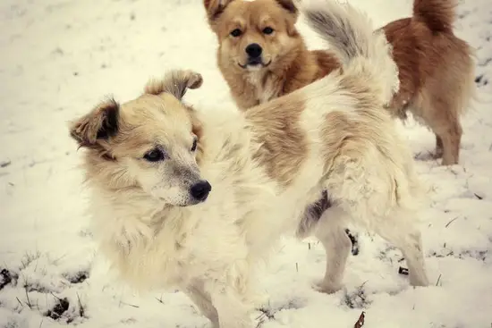 属狗今天幸运数字是多少(揭秘狗年人的幸运数字)