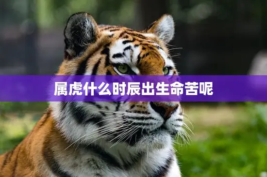 属虎什么时辰出生命苦呢(探寻属虎人生命的磨难之路)
