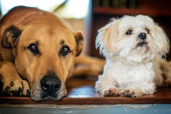属狗女82年的婚姻状况(幸福还是波折不断)