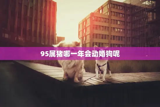 95属猪哪一年会动婚狗呢(猪年配狗年这一年最佳结婚时间是什么时候)