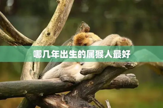 哪几年出生的属猴人最好(猴年属猴人最佳这几年出生的更胜一筹)