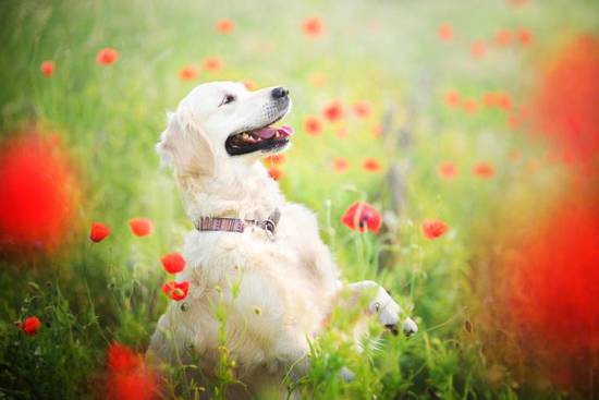 82年属狗射手座男生命运(未来前景如何)