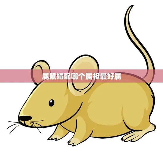 属鼠婚配哪个属相最好属(最佳婚配属相大揭秘)