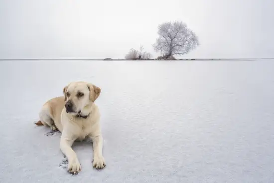 男狗女主在一起好不好看(探讨爱情是否应该受外貌限制)