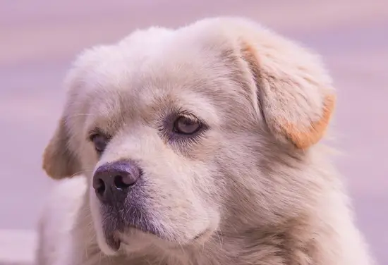 属狗的天蝎座男生性格特点(深情且独立善于掌控局面)