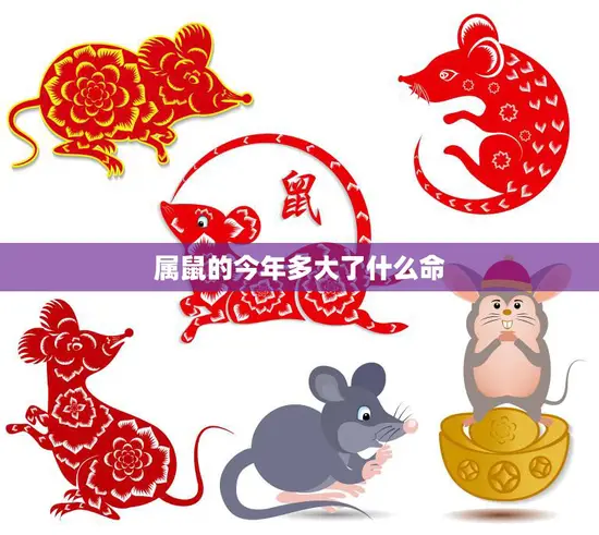 属鼠的今年多大了什么命(2023年属鼠人的运势如何)