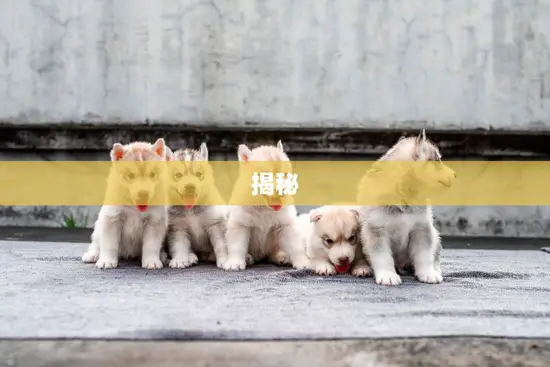 揭秘(属狗男人床上表现如何)