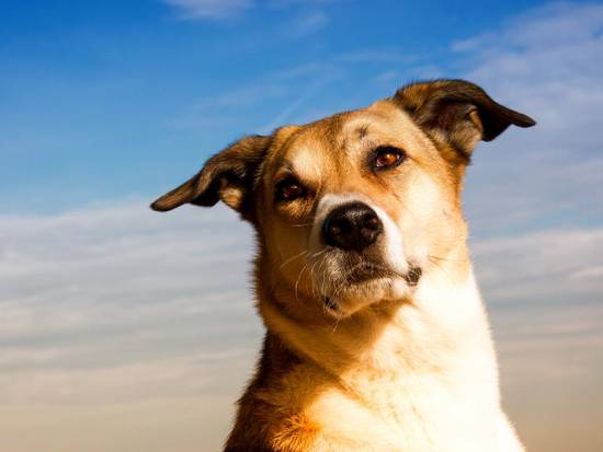 2023年属狗的二十几岁(狗年生肖运势解析)