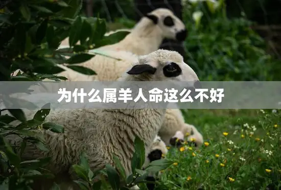 为什么属羊人命这么不好(探究命理学的解释)
