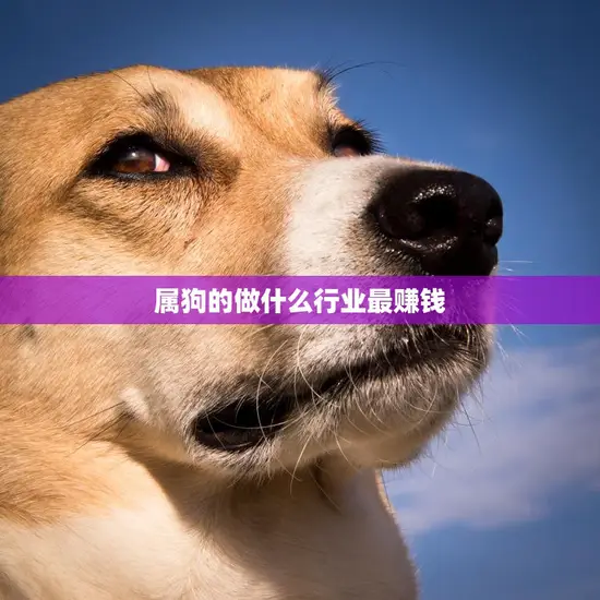 属狗的做什么行业最赚钱(揭秘狗年财运最旺的职业选择)