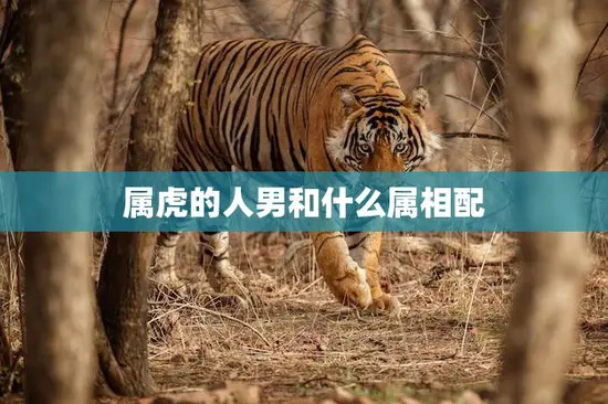 属虎的人男和什么属相配(最佳配对属相大揭秘)