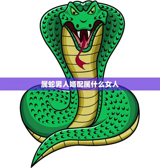 属蛇男人婚配属什么女人(如何选择最佳配偶)