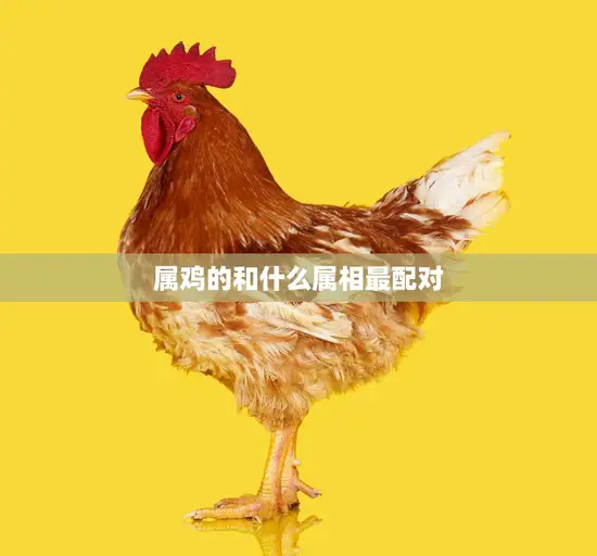 属鸡的和什么属相最配对(揭秘十二生肖中最佳配对)