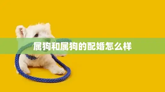 属狗和属狗的配婚怎么样(幸福还是灾难)