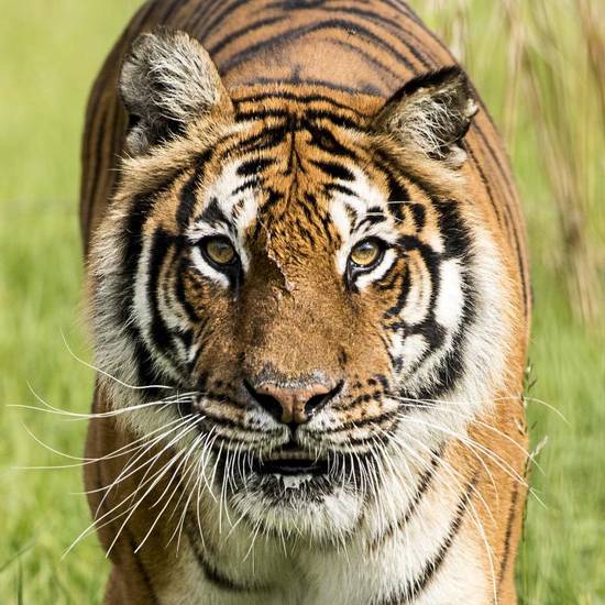 属兔和属虎相配婚姻如何(幸福的秘诀)