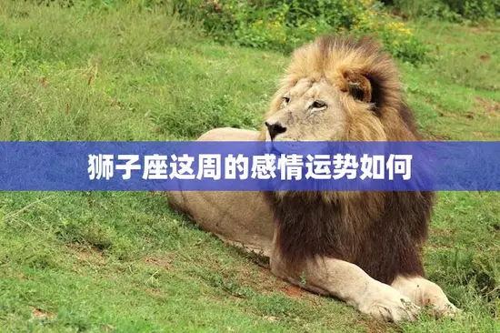 狮子座这周的感情运势如何(爱情运势大好单身者有望遇到心仪对象)
