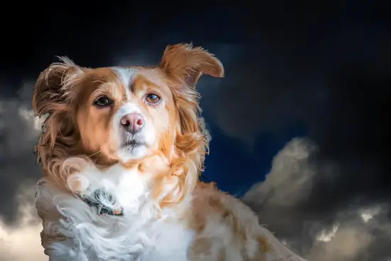 属狗的射手座男生婚姻状况(婚姻观但对感情忠诚)