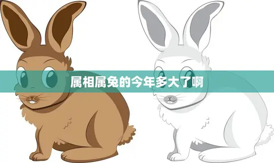 属相属兔的今年多大了啊(兔年生肖年龄计算方法详解)