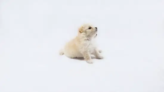 94狗女和95猪男算姻缘(星座配对命中注定的爱情)