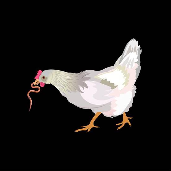 2023年属鸡人的一劫(如何化解)