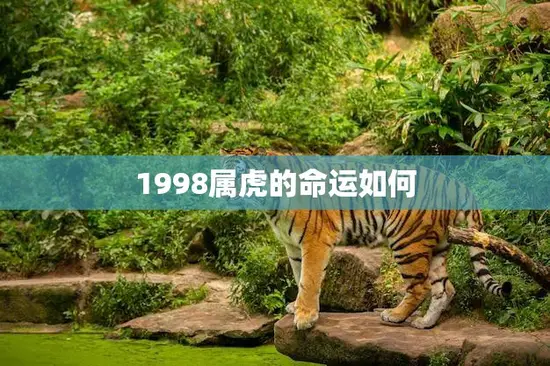 1998属虎的命运如何(探究幸运还是不幸)