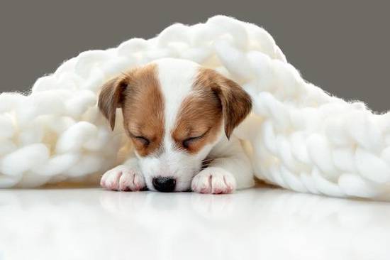 82年属狗41岁有一灾(如何化解)