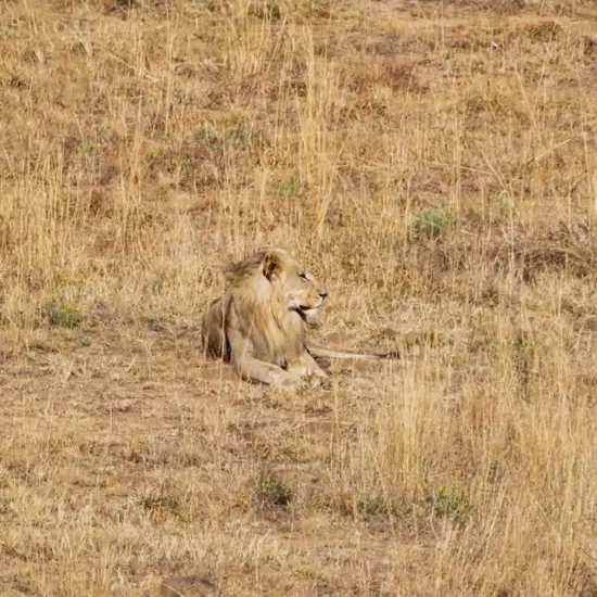 狮子座2025运势解析图