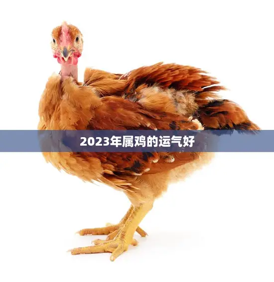 2023年属鸡的运气好(福星高照财运亨通)