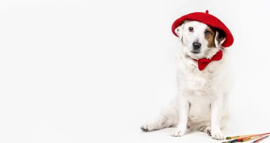 82年属狗射手座男生性格(热情开朗自由不羁)