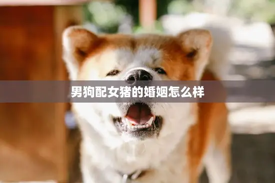 男狗配女猪的婚姻怎么样(真的可行吗)