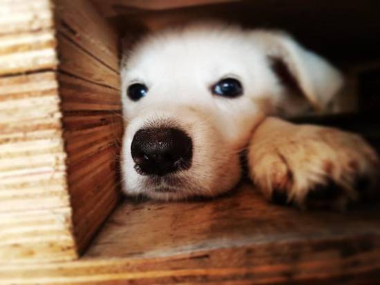 属狗人最适合做什么生意(聪明投资稳健创业)