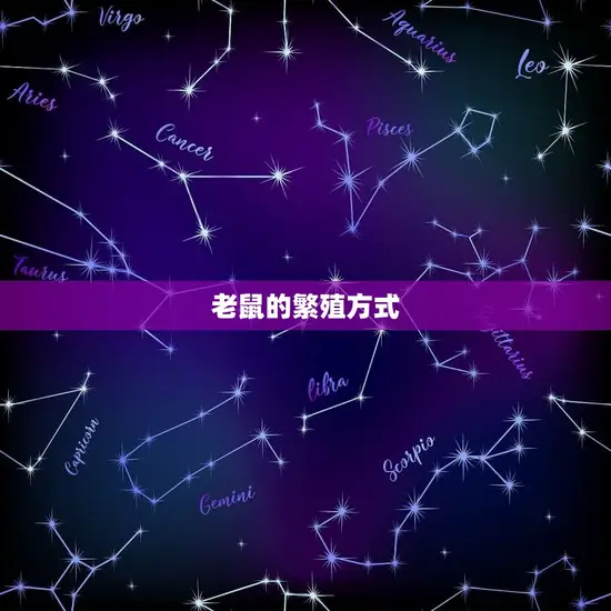 鼠的姻缘什么时候到来(寻找爱情的小老鼠)