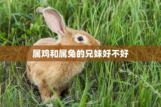 属鸡和属兔的兄妹好不好(如何化解生肖矛盾)
