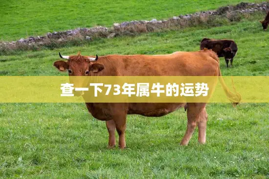 查一下73年属牛的运势(探寻牛年出生者的未来走向)