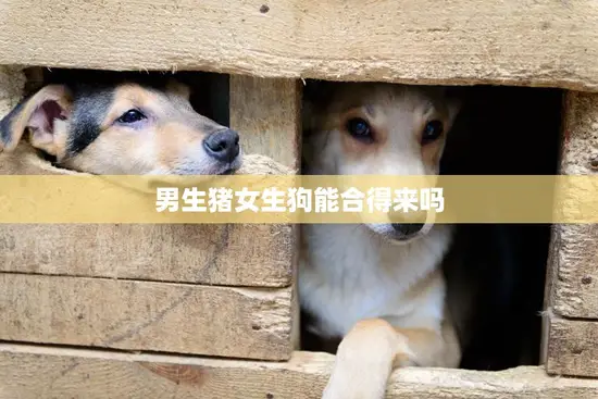 男生猪女生狗能合得来吗(星座专家揭秘这两个属相的恋爱关系)