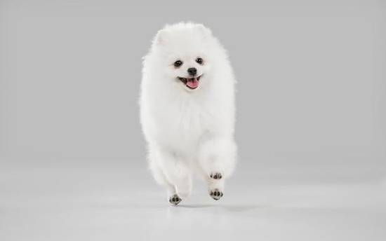 2023年58年属狗运势(狗年大展宏图)