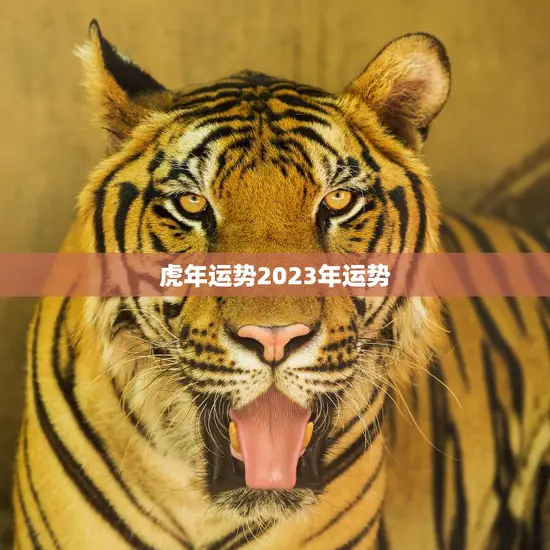 虎年运势2023年运势(独具慧眼迎接财富与机遇)