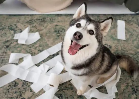 2023年属狗全年运势(狗年大展宏图财运亨通)