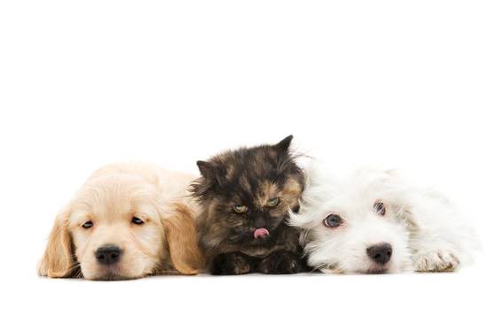 属狗的最忌讳哪个月出生(狗年犯太岁这个月份要特别小心)