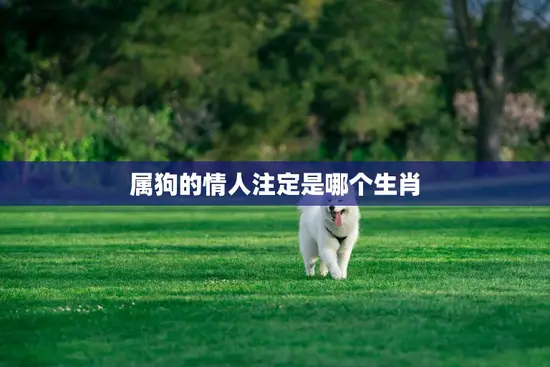 属狗的情人注定是哪个生肖(揭秘狗狗们的最佳配对)