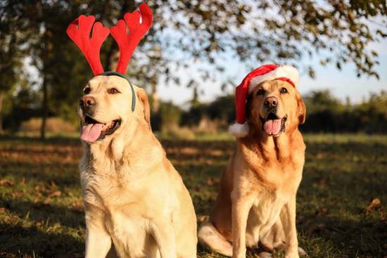 属狗的人做什么生意最好(聪明投资创业致富)