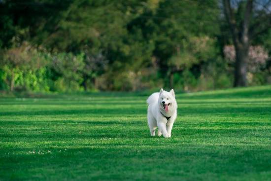 男人属狗女人属猪相配吗(星座配对大揭秘)