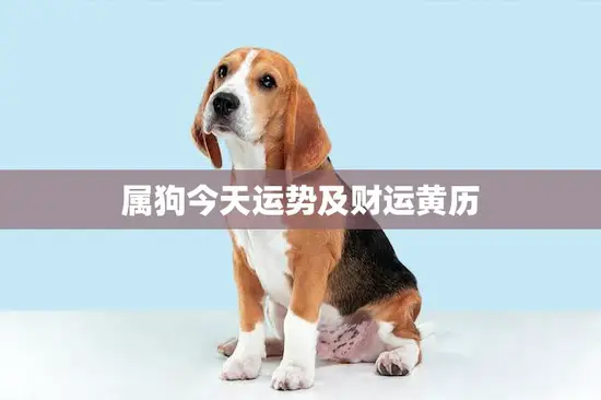 属狗今天运势及财运黄历(解读财运亨通事业顺利)