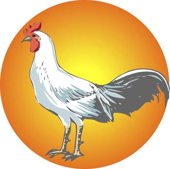 属鸡是哪年出生的什么命(解析属鸡人的命运特点)