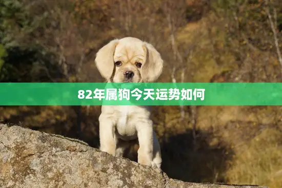 82年属狗今天运势如何(幸运星正高照)
