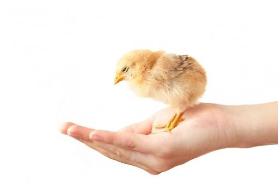 属鸡的今年多大六十几岁(如何算出你的属相年龄)