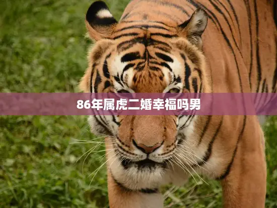 86年属虎二婚幸福吗男(如何避免婚姻陷阱)